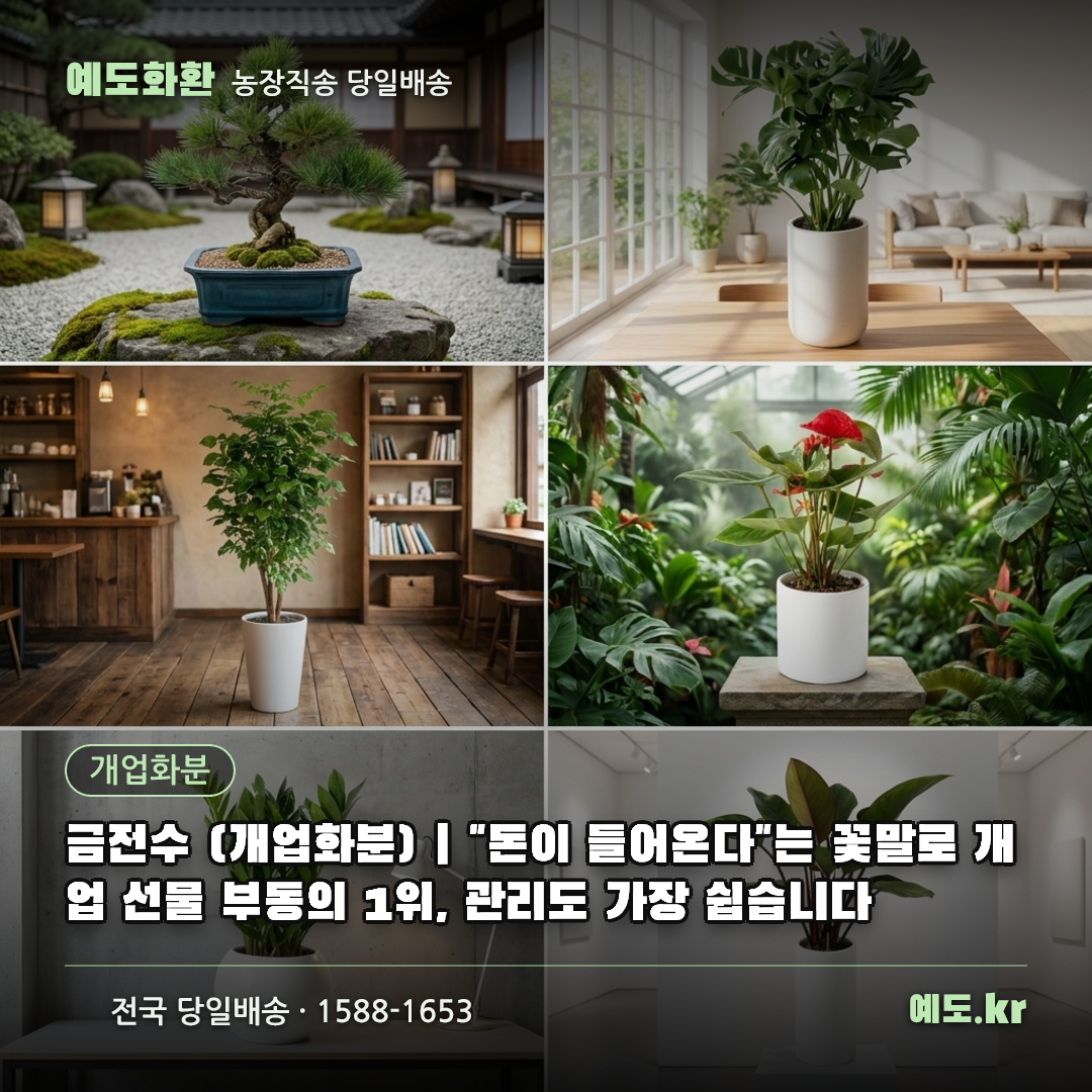 금전수 (개업화분) | "돈이 들어온다"는 꽃말로 개업 선물 부동의 1위, 관리도 가장 쉽습니다 - 예도화환