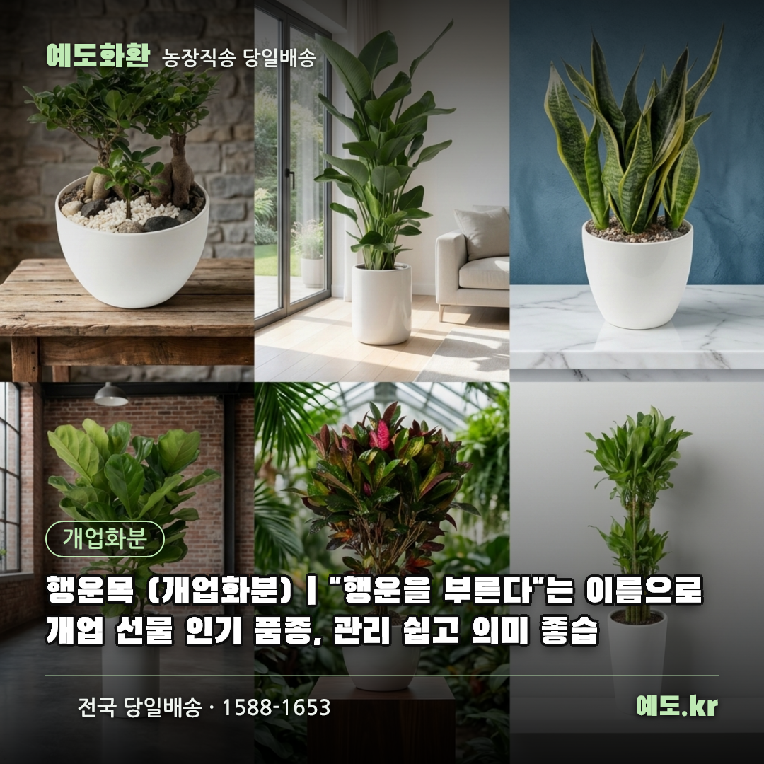 행운목 (개업화분) | "행운을 부른다"는 이름으로 개업 선물 인기 품종, 관리 쉽고 의미 좋습 - 예도화환