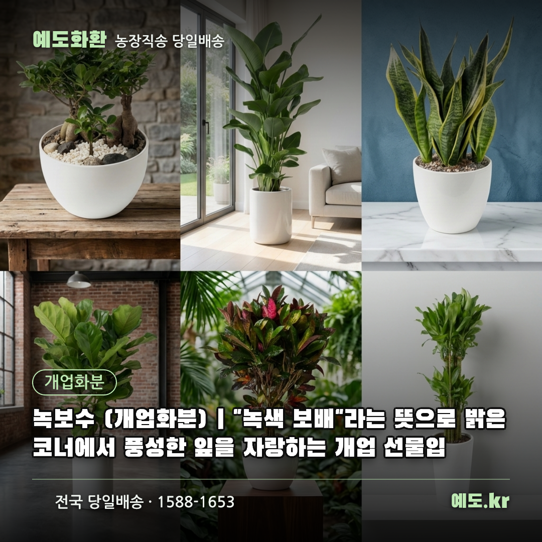 녹보수 (개업화분) | "녹색 보배"라는 뜻으로 밝은 코너에서 풍성한 잎을 자랑하는 개업 선물입 - 예도화환