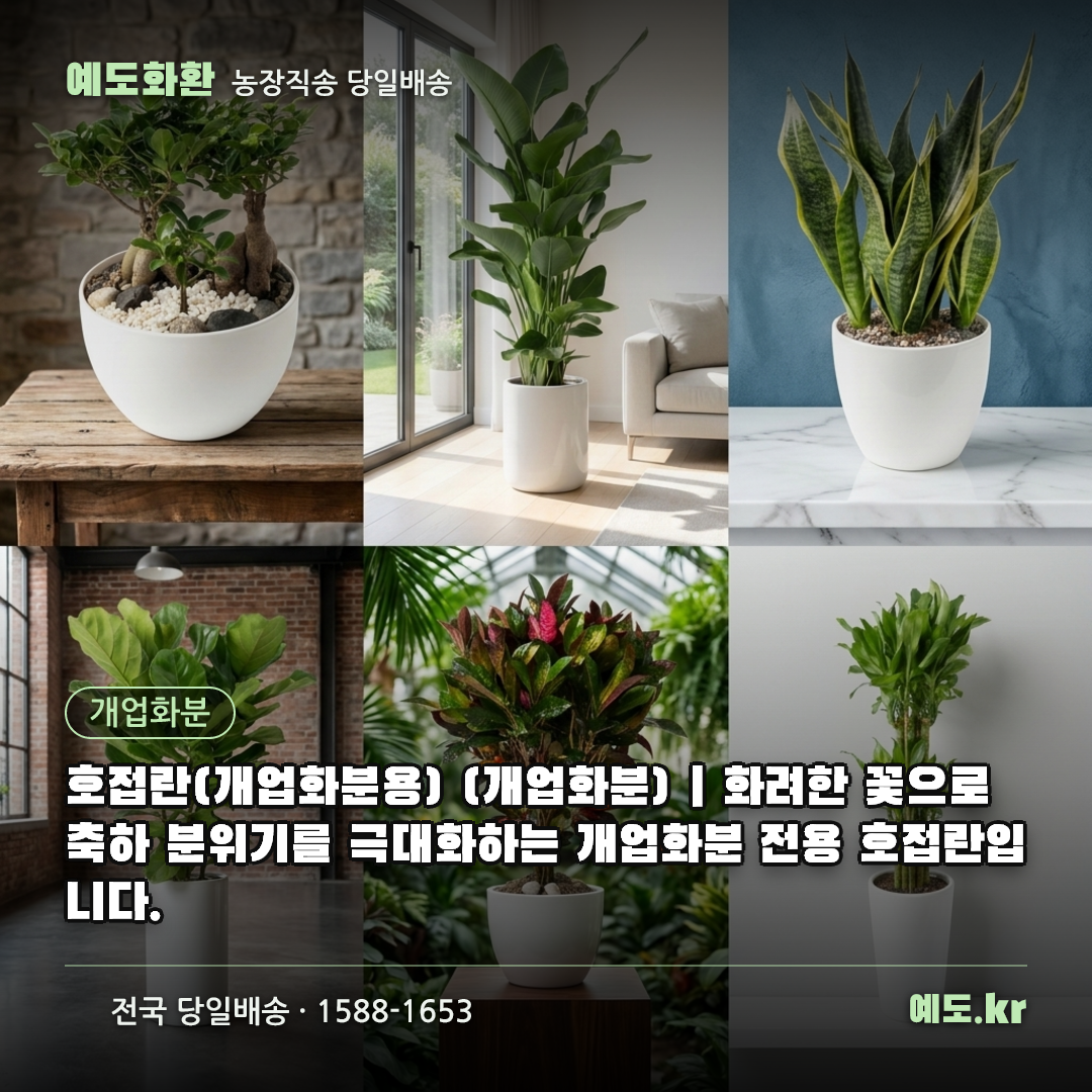 호접란(개업화분용) (개업화분) | 화려한 꽃으로 축하 분위기를 극대화하는 개업화분 전용 호접란입니다. - 예도화환