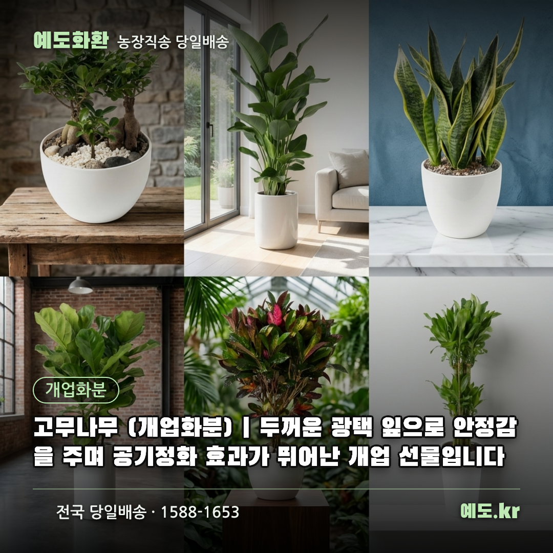 고무나무 (개업화분) | 두꺼운 광택 잎으로 안정감을 주며 공기정화 효과가 뛰어난 개업 선물입니다 - 예도화환
