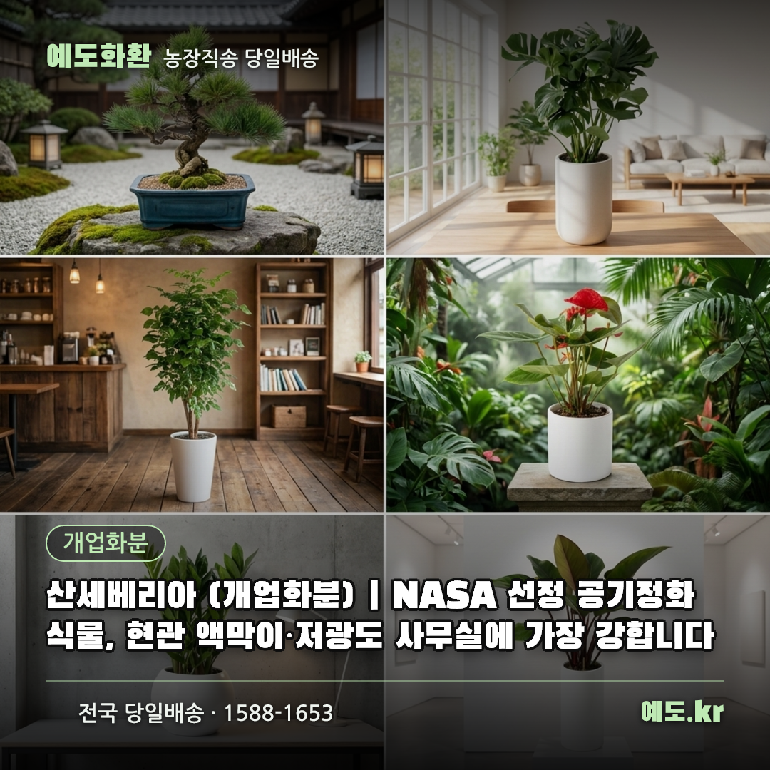 산세베리아 (개업화분) | NASA 선정 공기정화 식물, 현관 액막이·저광도 사무실에 가장 강합니다 - 예도화환