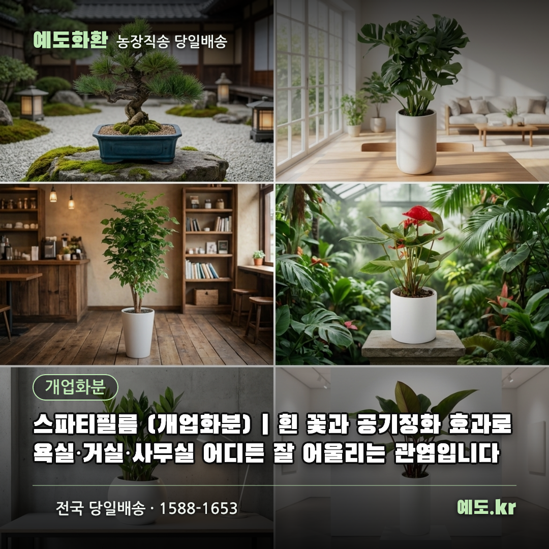 스파티필름 (개업화분) | 흰 꽃과 공기정화 효과로 욕실·거실·사무실 어디든 잘 어울리는 관엽입니다 - 예도화환
