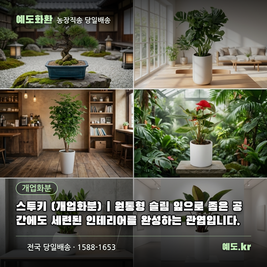 스투키 (개업화분) | 원통형 슬림 잎으로 좁은 공간에도 세련된 인테리어를 완성하는 관엽입니다. - 예도화환