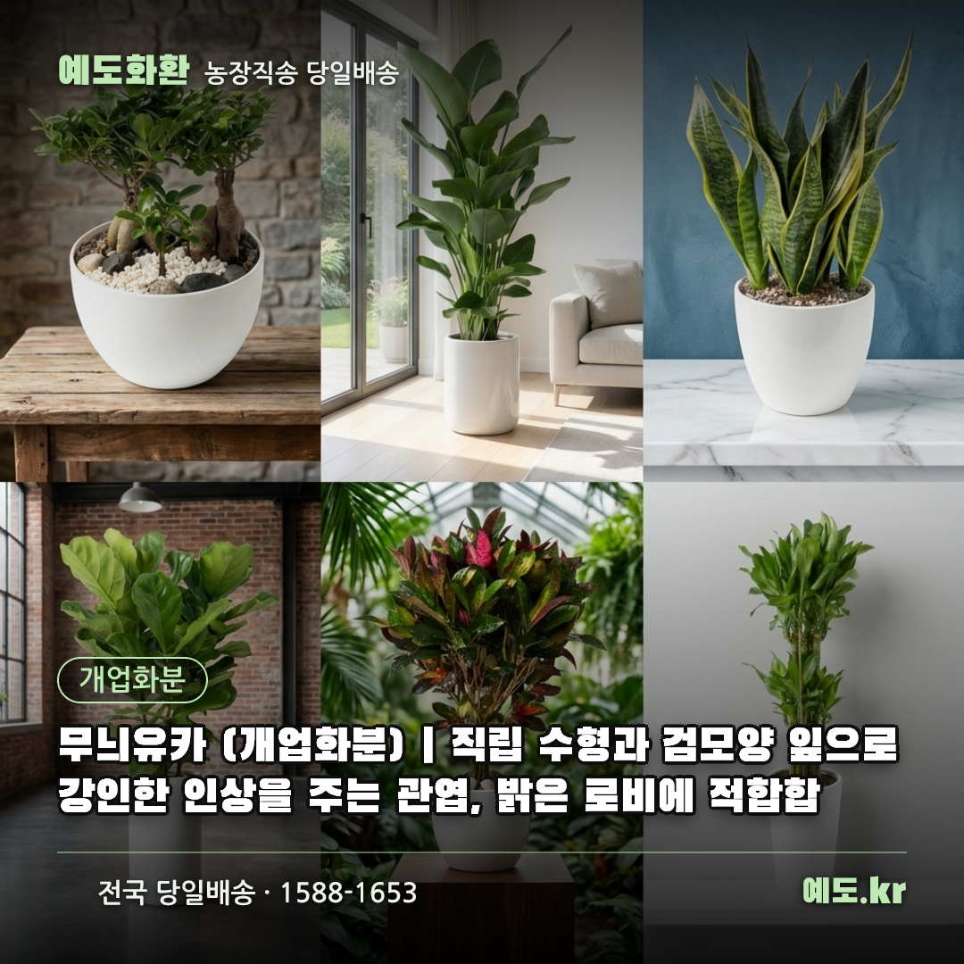 무늬유카 (개업화분) | 직립 수형과 검모양 잎으로 강인한 인상을 주는 관엽, 밝은 로비에 적합합 - 예도화환