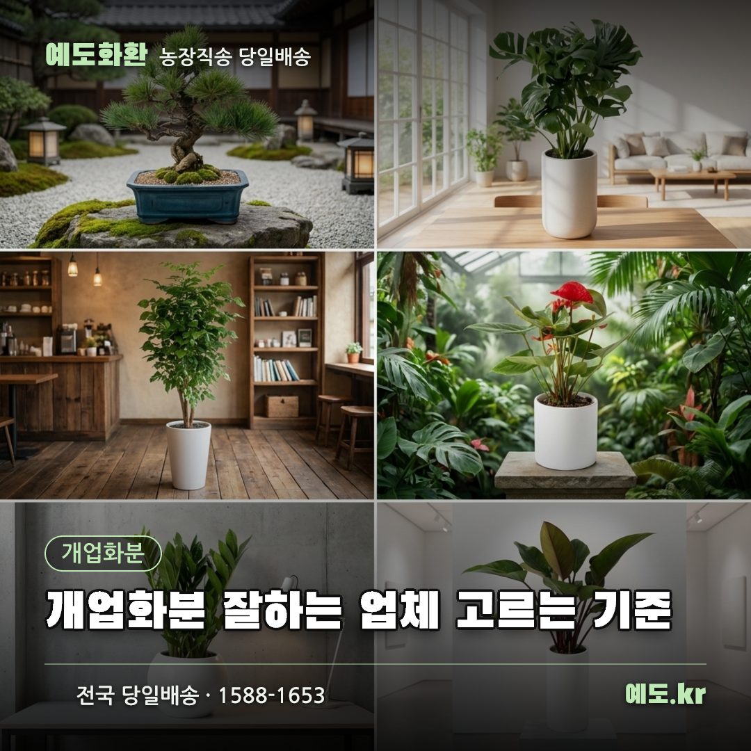 개업화분 잘하는 업체 고르는 기준 - 예도화환