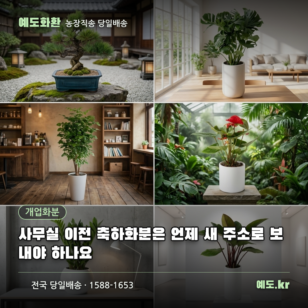 사무실 이전 축하화분은 언제 새 주소로 보내야 하나요 - 예도화환