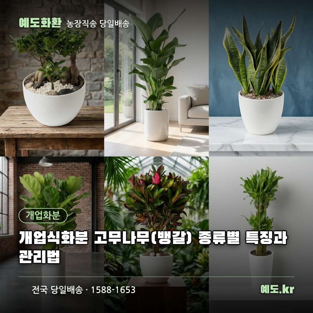 개업식화분 고무나무(뱅갈) 종류별 특징과 관리법 - 예도화환