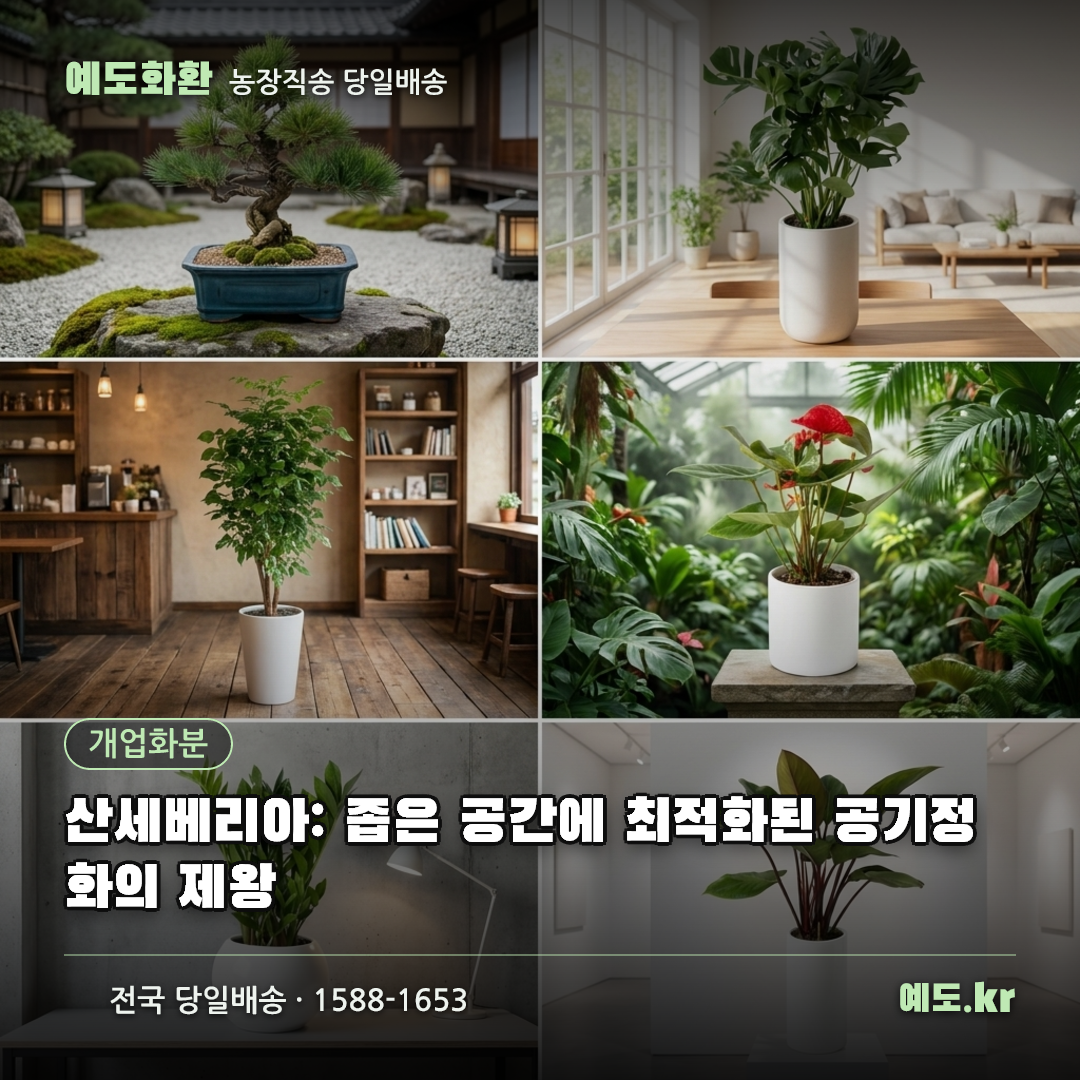 산세베리아: 좁은 공간에 최적화된 공기정화의 제왕 - 예도화환