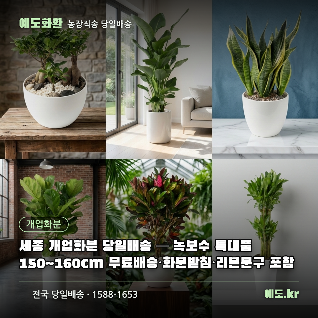 세종 개업화분 당일배송 — 녹보수 특대품 150~160cm 무료배송·화분받침·리본문구 포함 - 예도화환