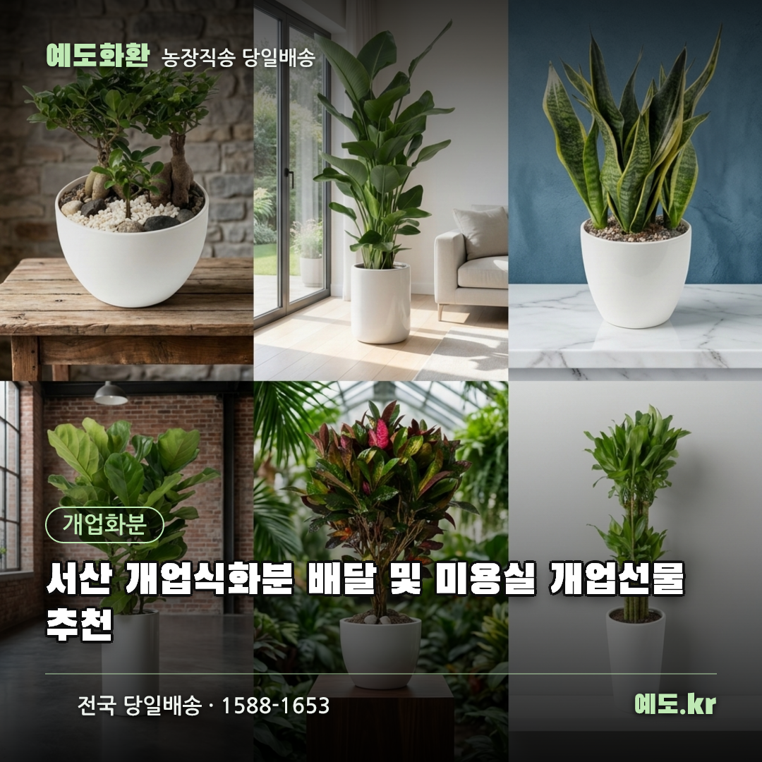 서산 개업식화분 배달 및 미용실 개업선물 추천 - 예도화환