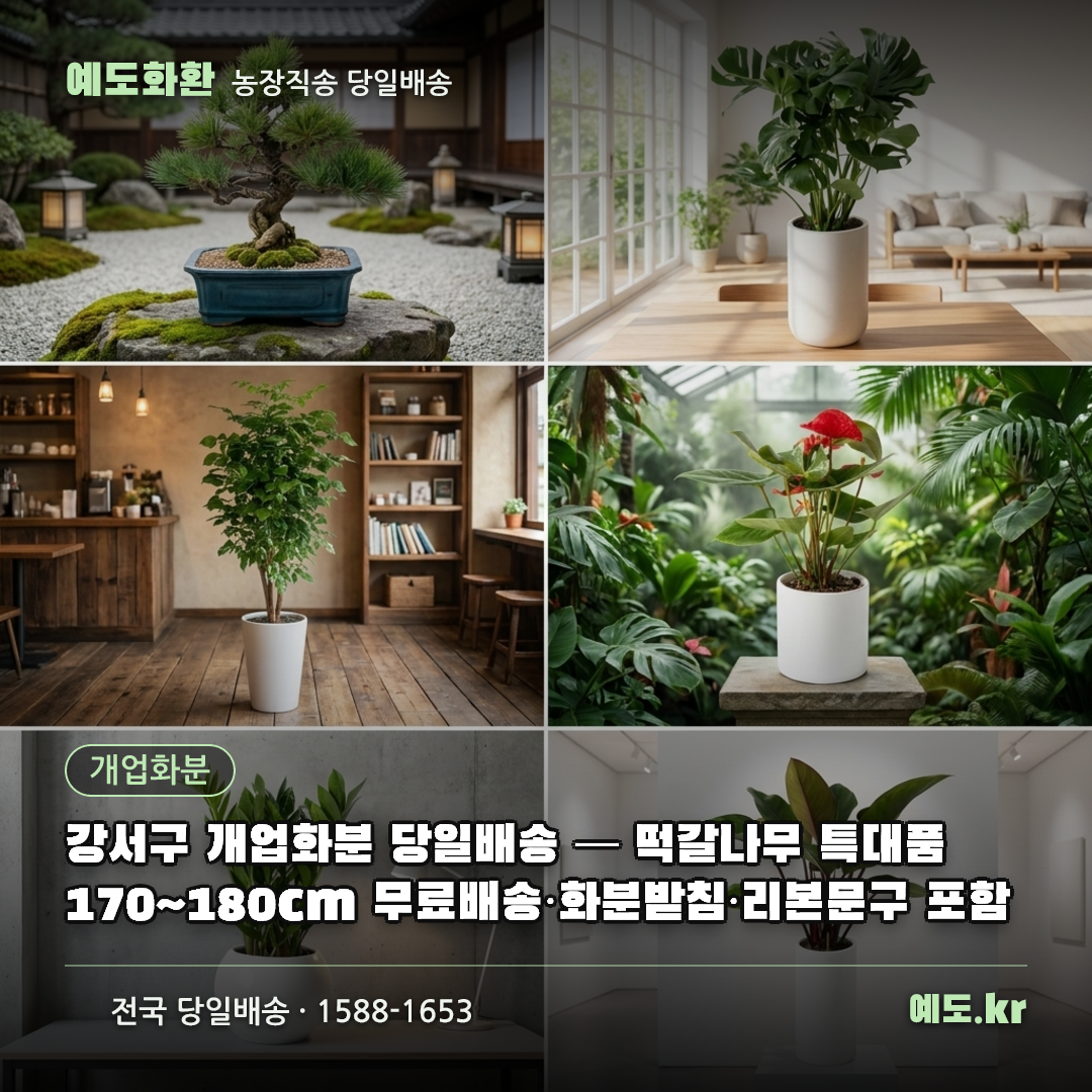 강서구 개업화분 당일배송 — 떡갈나무 특대품 170~180cm 무료배송·화분받침·리본문구 포함 - 예도화환