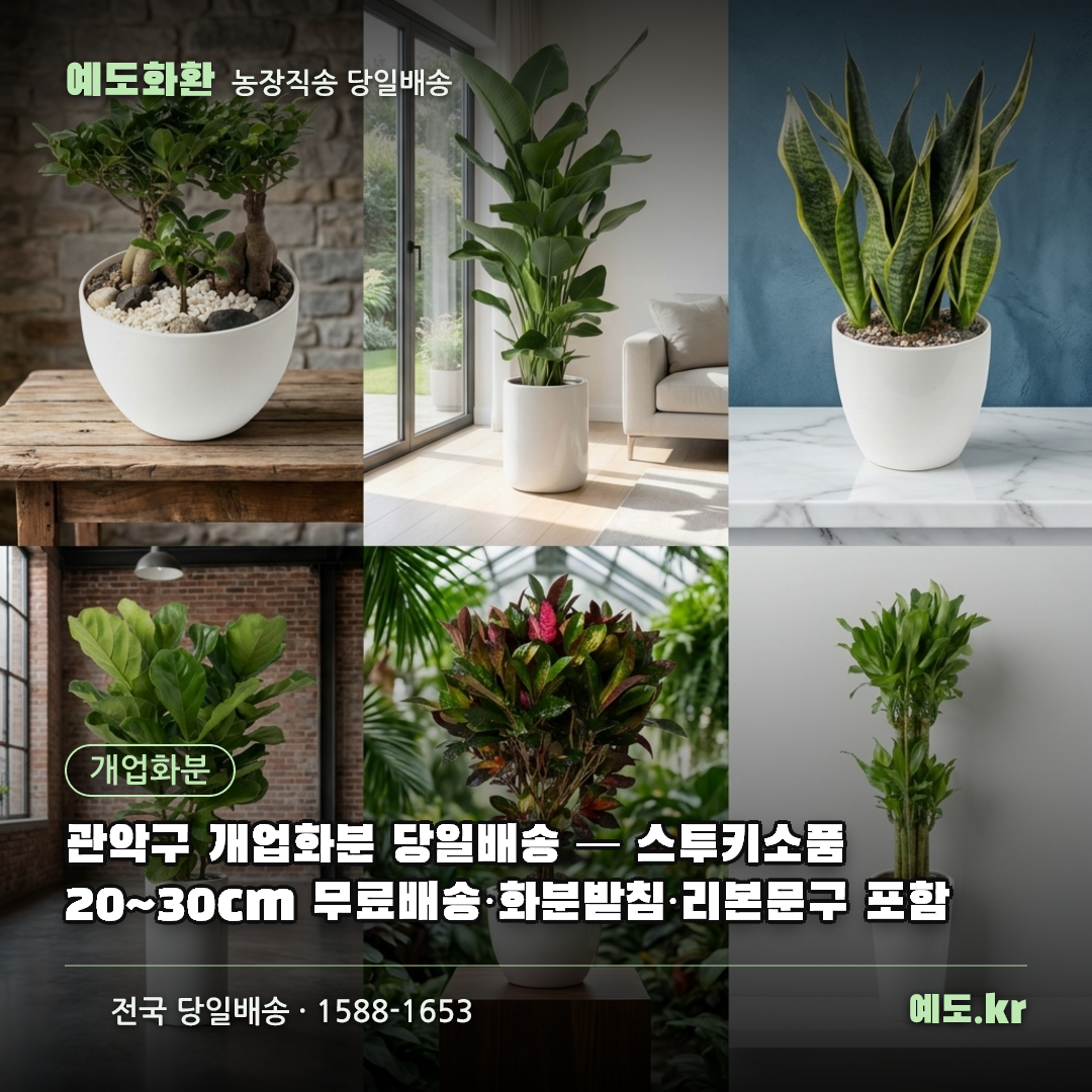 관악구 개업화분 당일배송 — 스투키소품 20~30cm 무료배송·화분받침·리본문구 포함 - 예도화환