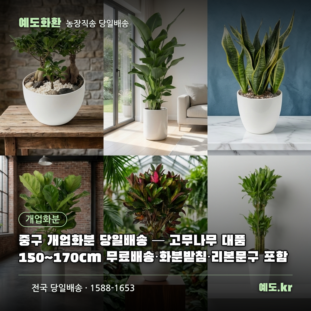 중구 개업화분 당일배송 — 고무나무 대품 150~170cm 무료배송·화분받침·리본문구 포함 - 예도화환