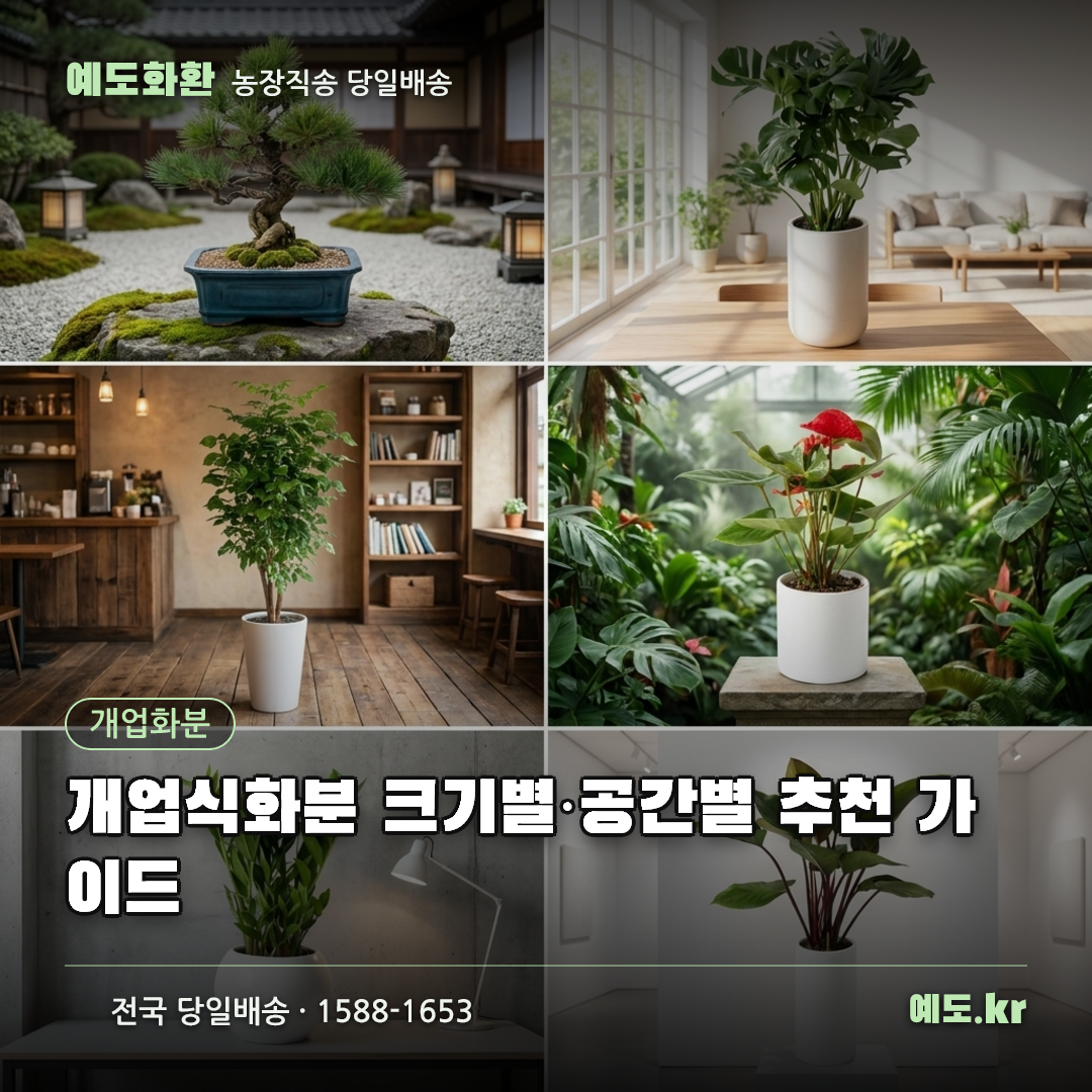 개업식화분 크기별·공간별 추천 가이드 - 예도화환