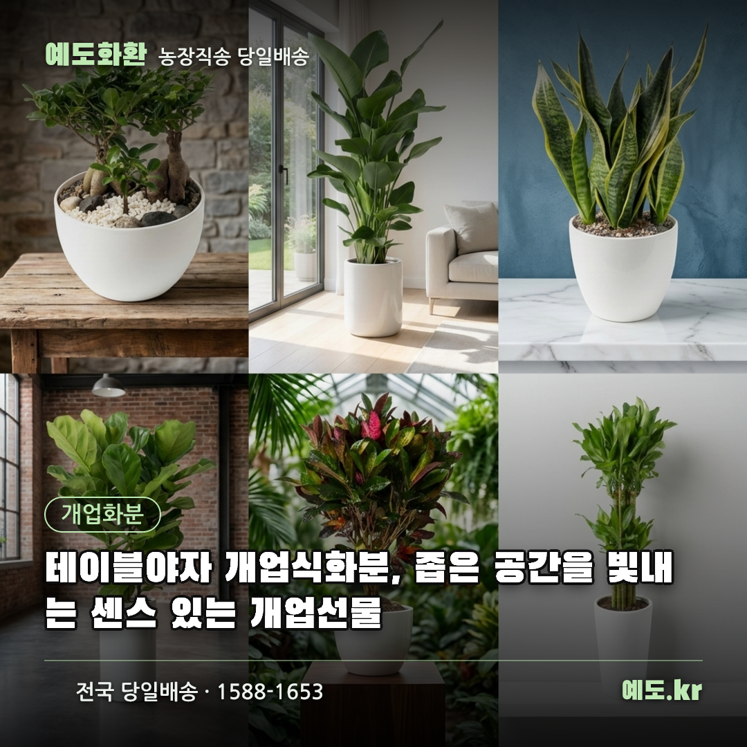테이블야자 개업식화분, 좁은 공간을 빛내는 센스 있는 개업선물 - 예도화환