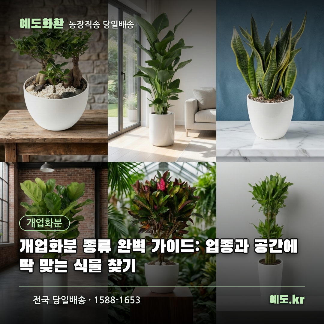 개업화분 종류 완벽 가이드: 업종과 공간에 딱 맞는 식물 찾기 - 예도화환