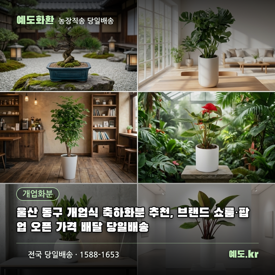 울산 동구 개업식 축하화분 추천, 브랜드 쇼룸·팝업 오픈 가격 배달 당일배송 - 예도화환