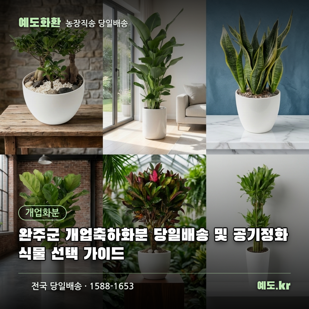 완주군 개업축하화분 당일배송 및 공기정화식물 선택 가이드 - 예도화환