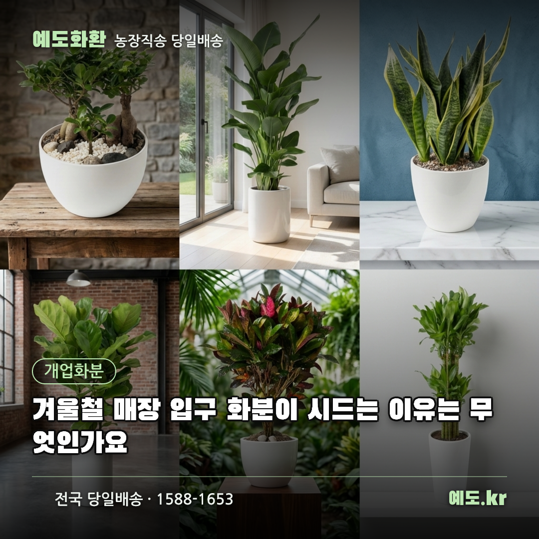 겨울철 매장 입구 화분이 시드는 이유는 무엇인가요 - 예도화환