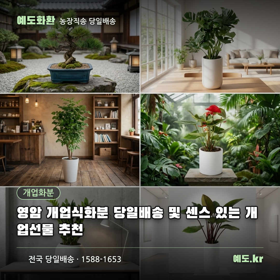 영암 개업식화분 당일배송 및 센스 있는 개업선물 추천 - 예도화환