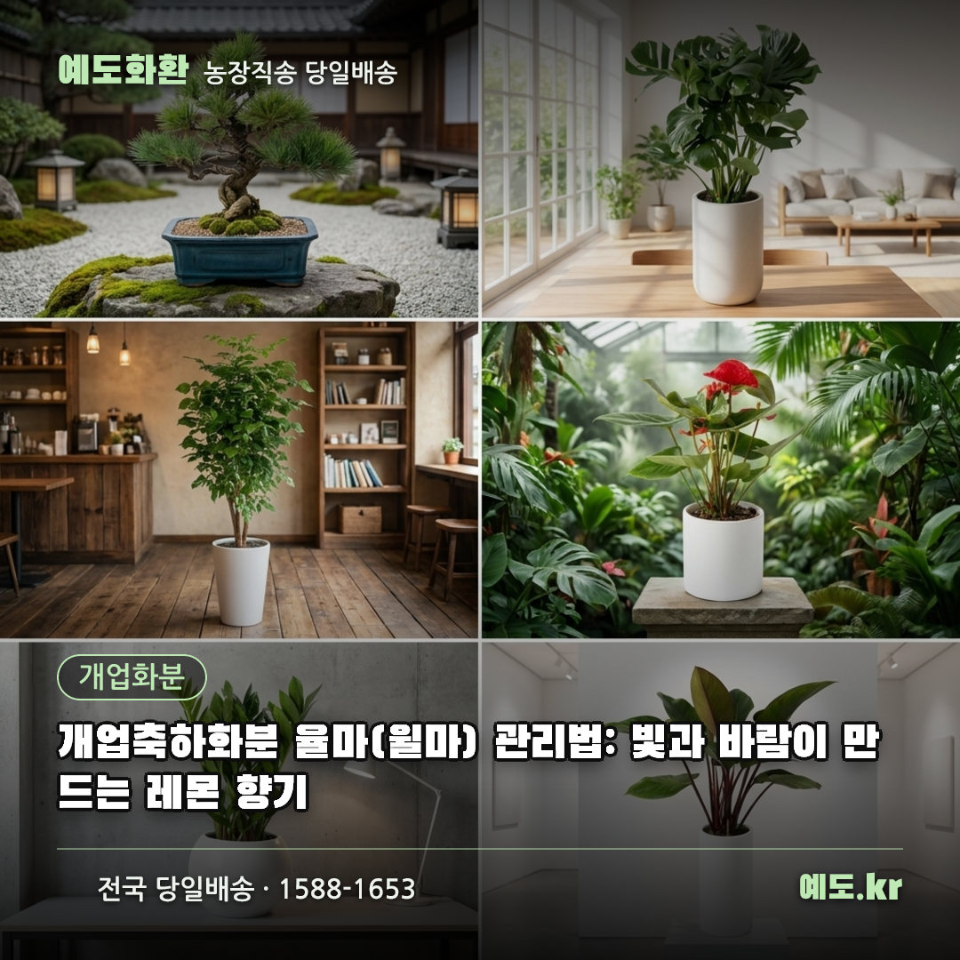 개업축하화분 율마(윌마) 관리법: 빛과 바람이 만드는 레몬 향기 - 예도화환